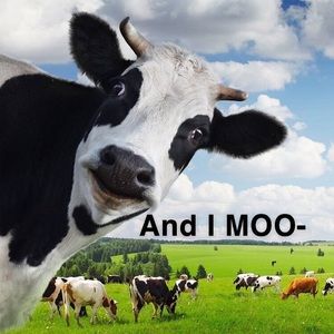 Meet your Posher, Shelby